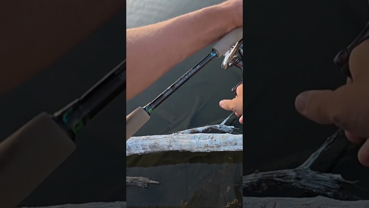 Крупная рыба муллоуэй уплыла! 