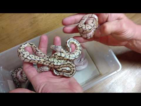 Ball python Clutch #2 update