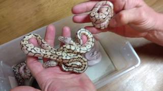 Ball python Clutch #2 update