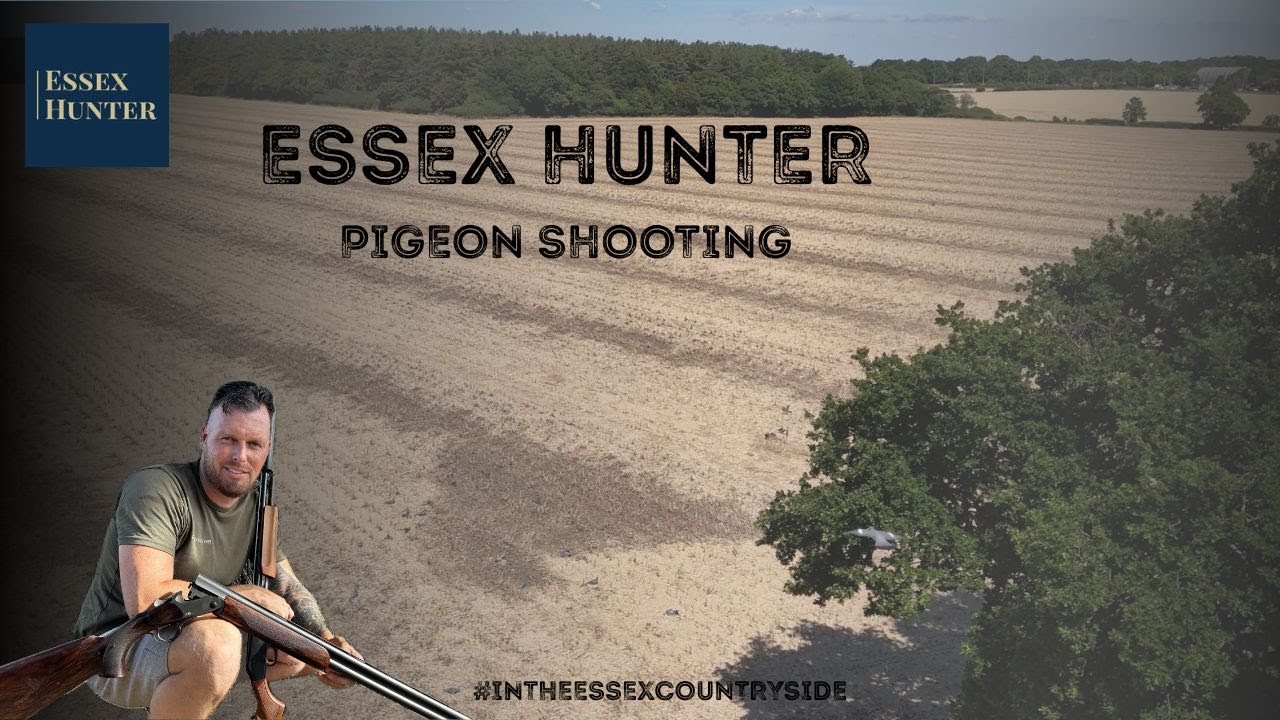 PIGEON SHOOTING!! DECOYING ON CUT OSR