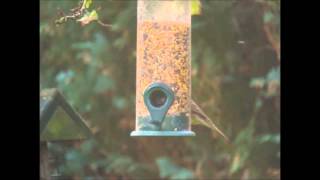 Verschil Tussen Ringmus En Huismus Difference Between A House Sparrow And An Eurasian Tree Sparrow