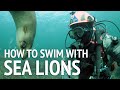 How to Scuba Dive and Swimming with Sea Lions and Seals