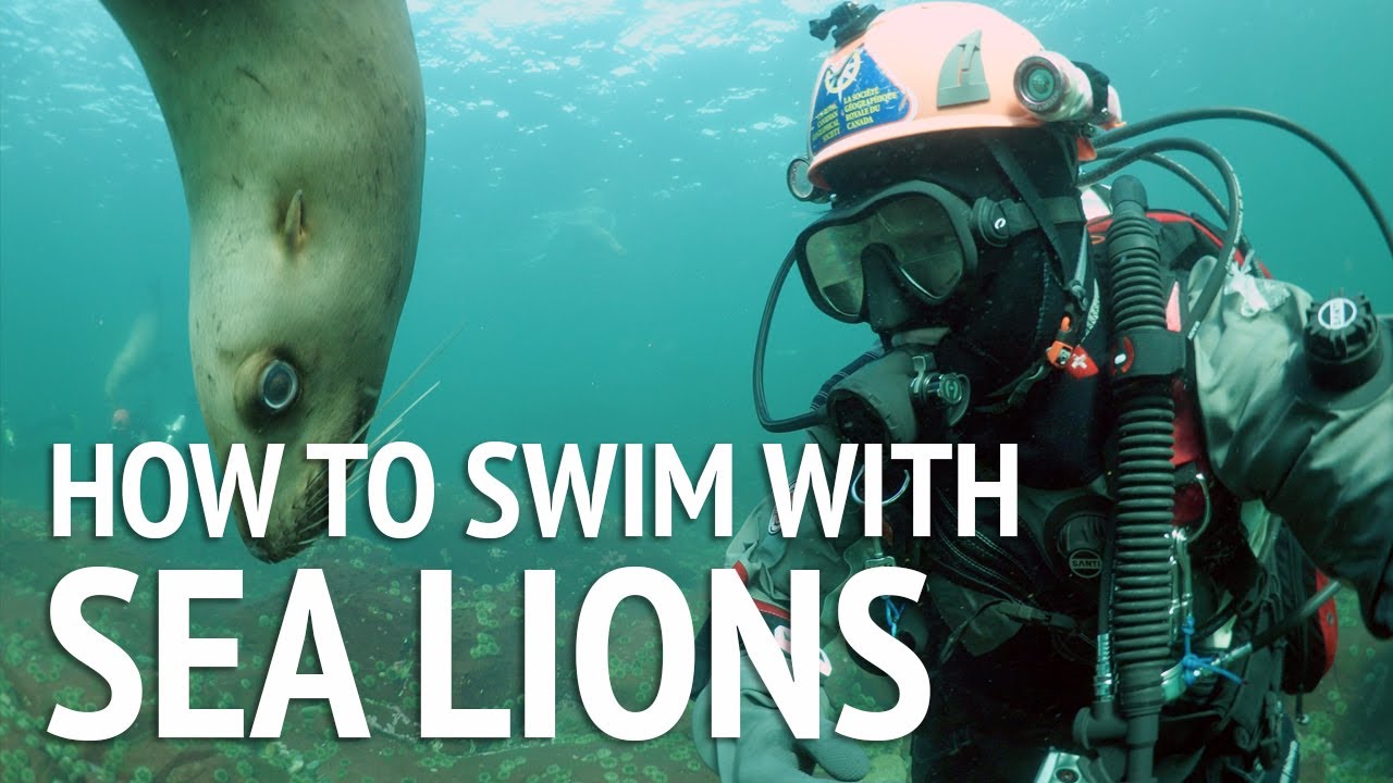 How to Scuba Dive and Swimming with Sea Lions and Seals