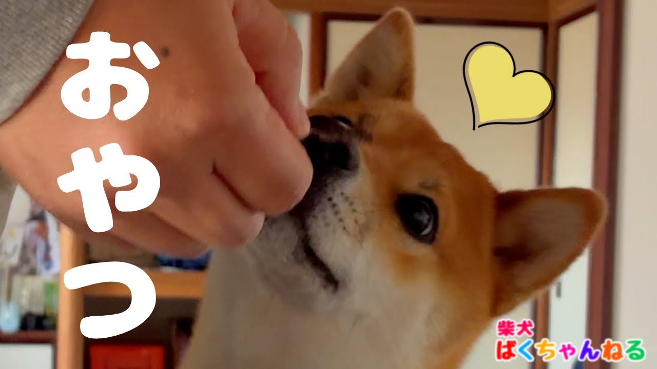 【ゆるゆる動画】お昼寝途中でもおやつの気配にすぐ気づく柴犬ばくちゃん