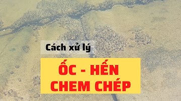 Cách diệt hến trong ao nuôi tôm | Nguyễn Minh Quốc #53