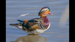Mandarin Duck. Nikon Z9 Nikkor 500Mm Pf