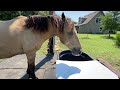 Getting Horses To Share Grain & Eat Together - Horse Paths & Erosion Issues & Concrete Work