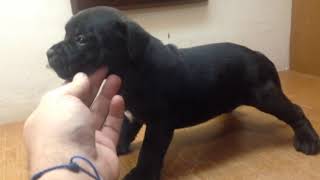 Staffordshire Bull Terrier Puppy 56 Days