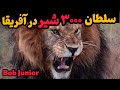 پادشاه شیرها ۷سال پادشاهی در سرنگتی Bob Junior پادشاه شیرها ۷سال پادشاهی در سرنگتی Bob Junior