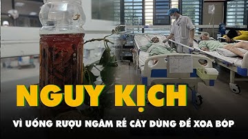 Hai người nguy kịch vì uống rượu ngâm rễ cây dùng để xoa bóp