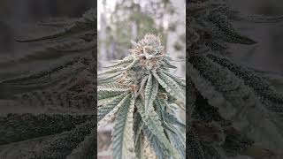 White truffle S1 : Beleaf genetic