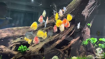 Bể cá đĩa đẹp lh 0911904111