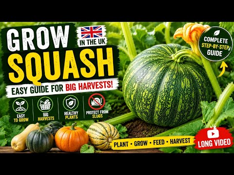 How to Grow Squash in the UK — Video Guide