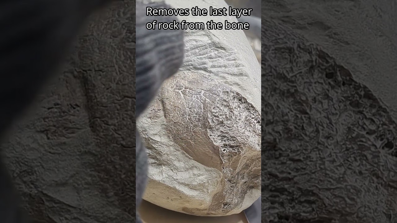 Preview of an upcoming fossil prep, a mystery bone 