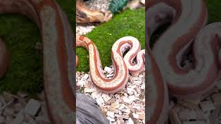 1.0 VPI Sunglow Motley het Leopard aka Habanero 🌶️maker 🙌🐍❤️ #boa #boamorph #snake #reptile