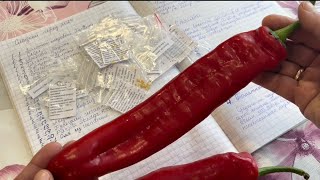 видео: Новинки томатов и перца в моей коллекции на сезон 2024. картинка: Новинки томатов и перца в моей коллекции на сезон 2024.