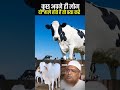 अगर गाय मुसलमान नहीं खरीदेगा तो हिंदुओं का ही नुकसान होगा.? #viral #reels #shorts #cow #news