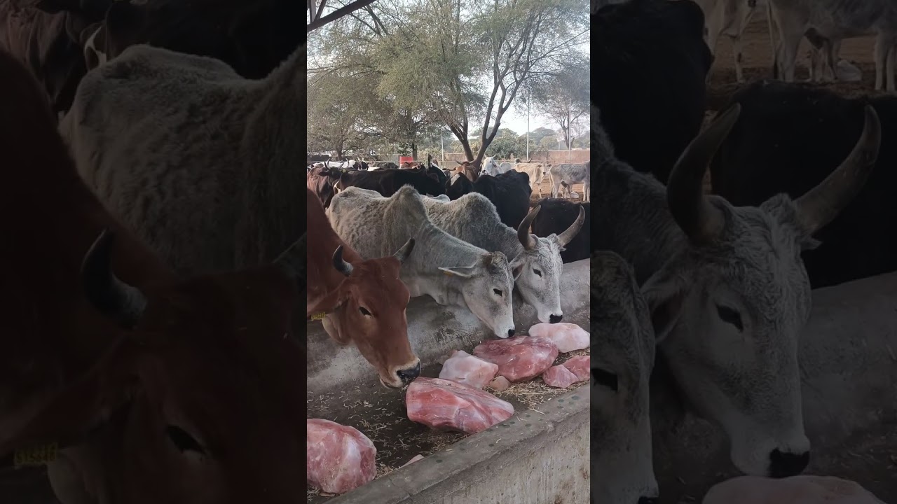 HG FOUNDATION WORK AT HINGONIYA GAUSHALA