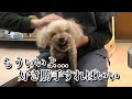 主治医からついに…【激怒症候群トイプードル】