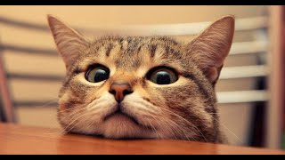 The Funniest Cat Videos on the Internet