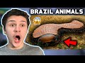 British Guy Reacts To Brazil - DANGEROUS ANIMALS ! |🇬🇧UK Reaction