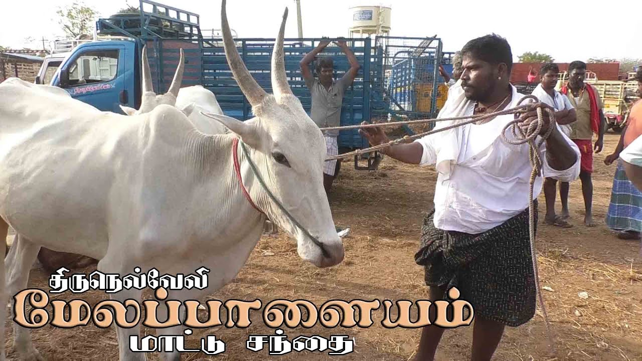 Melapalayam mattu santhai | மேலப்பாளையம் மாட்டு சந்தை