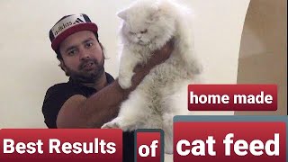 Best cat feed for persian kittens and cats /makes persian kittens fluffy and healthy | Urdu | Hindi
