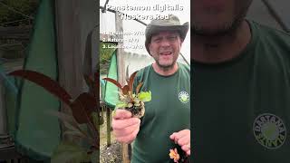 Dartana Plants growing guide to Penstemon - Husker Red