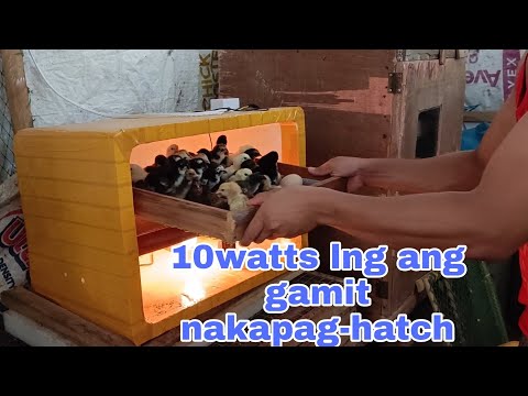 Video: Paano Gumawa ng isang Simpleng Homemade Incubator para sa Chicks: 11 Hakbang