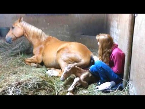 After Pregnant Horse Gives Birth To Foal Owner Notices Her Peculiar Afterbirth And Goes Running