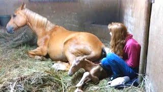 After Pregnant Horse Gives Birth To Foal Owner Notices Her Peculiar Afterbirth And Goes Running by Watchjojo Animals 4,046 views 3 years ago 7 minutes, 9 seconds