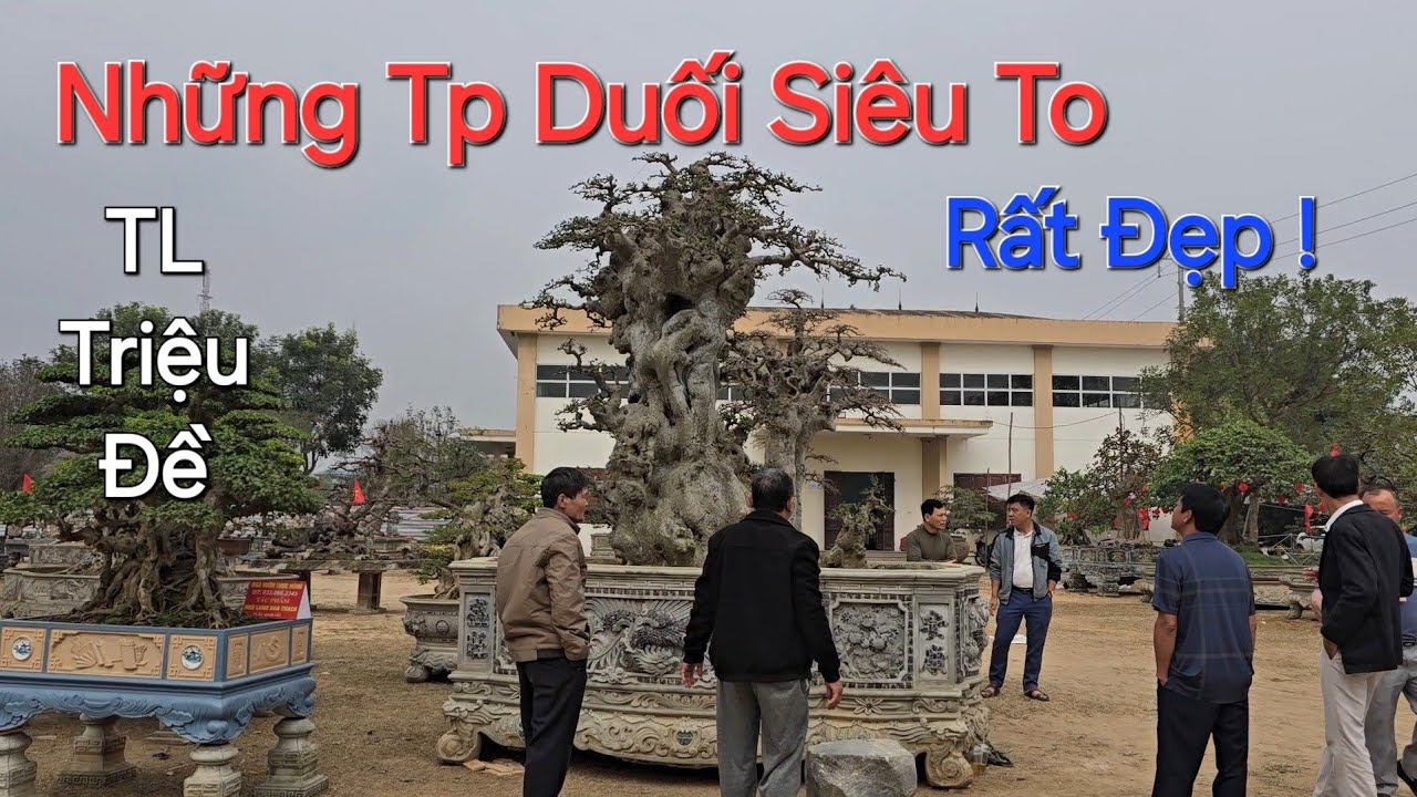 CHỌN LỌC những TP DUỐI TO NHẤT & ĐẸP NHẤT ở triển lãm TRIỆU ĐỀ - LẬP THẠCH - VP .