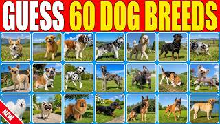Guess 60 Dog Breeds in 3 Seconds | Dog Breed Quiz screenshot 5