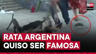 Argentina: una rata interrumpió rueda de prensa del alcalde de Buenos Aires