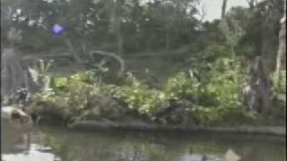 Discovery River Boats at Disney's Animal Kingdom screenshot 1