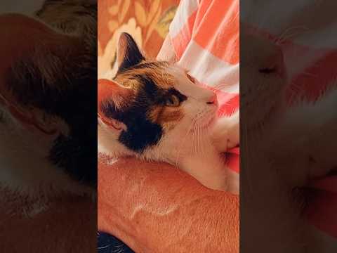 Привезли котенка в деревню #деревня #жизньвдеревне #детство #бабушка #русскаядеревня #котики