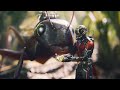 راجل عندو بدله خارقه بتصغر حجمو 1000 مره ملخص Ant Man 2 