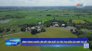 Hình thành chuỗi liên kết sản xuất và tiêu thụ giữa các hợp tác xã | Kinh tế tập thể | TayNinhTVDVC
