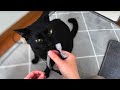 初体験でも猫エンジン全開(大)なのです