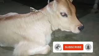 New Born Cute Colf? Colf Is Very Funny Moment Created