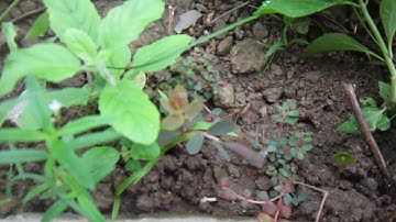 Qhia tshuaj zoo hawb pob ceev ceev hauv siab tsis zoo ua pa li