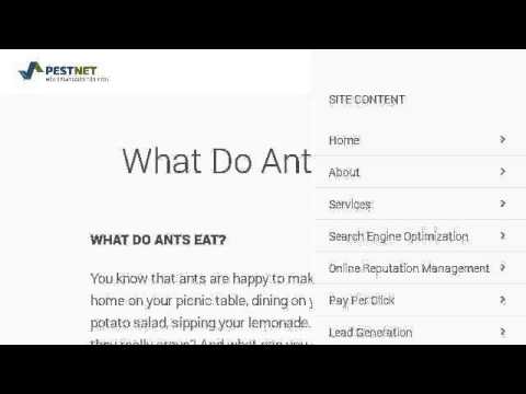 How do ants eat?