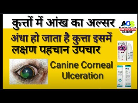 वीडियो: कुत्तों में Synechiae - कुत्ते की आँख की समस्या - आईरिस आसंजन