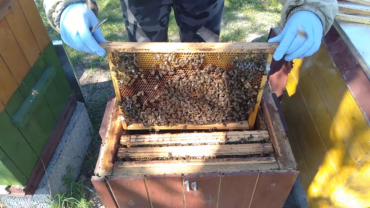 9/2020# Łączenie rodzin  pszczelich.