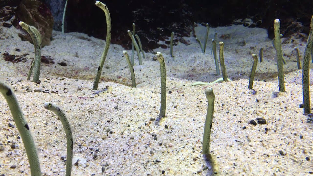 アクアリウム ダリの雑記 趣味 日常版 ページ 2