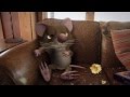 Catseye Pest Control S New Jingle Extended Commercial 