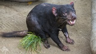 Tasmanian Devil Gets A Pacemaker
