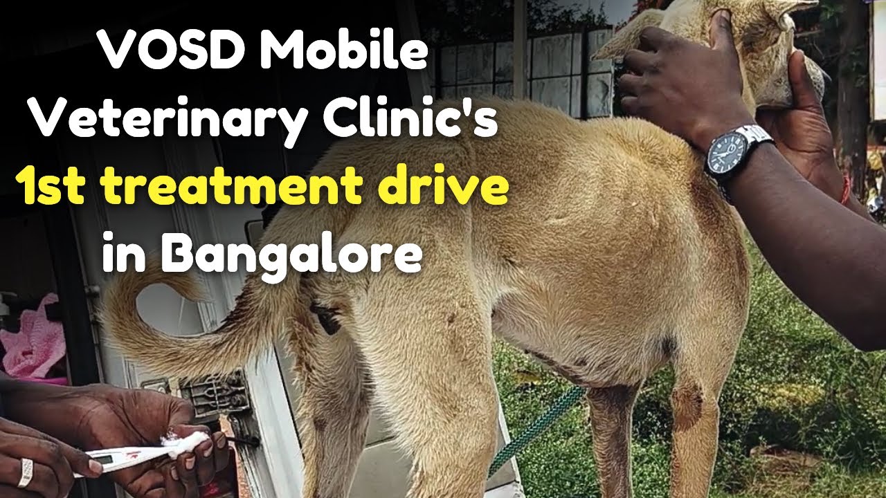 VOSD Mobile Veterinary Clinic's1st treatment drive in Bangalore YouTube