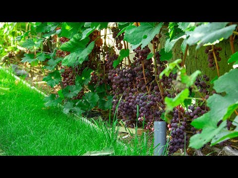 Лучшее время для посадки винограда