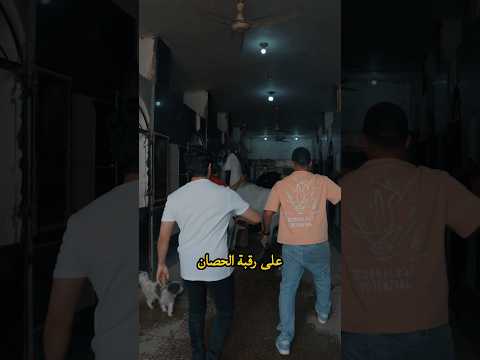 في حال اي حصان طلع من غرفته لازم تتصرف بسرعه عشان ما يضاربون الفحول خيول اكسبلور